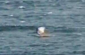 Horrormoment: de haai valt de folieboarder aan en “explodeert” hem in de lucht