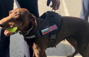 Britse speurhond helpt bij het oppakken van grote smokkelbendes op het Kanaal