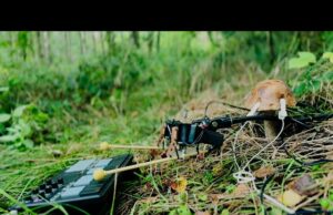 Paddestoelen die muziek spelen