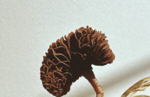Ying Ang concentreert zich op de vlezige onderbuik van paddenstoelen in “Fruiting Bodies” – Colossal