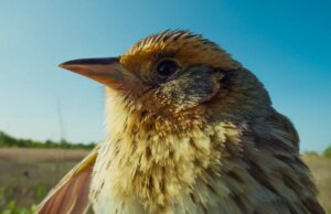 In een race met het opkomende tij proberen vrijwilligers een vogel van de rand te redden