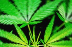 Een voorgesteld federaal verbod op THC zou hennepproducten waar mensen high van worden, ‘elimineren’